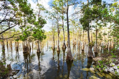 Florida landscapes
